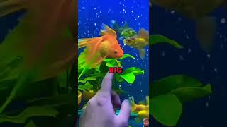 Releasing His best Friend Fish in Water 😜😜😜😜 youtubeshorts animals ytshots fish [upl. by Alesram759]