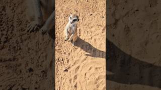 Meerkat 🦦meerkat meerkats funnyanimals funnyanimal funnyanimalvideos cat zoo vayalnadulife [upl. by Ardeahp682]