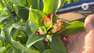 Sugar control plant Insulin plantCostus igneous diabetes insulin plant gardening [upl. by Ahsin]