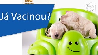 Vacinas do Cachorro  Como funciona a vacinação [upl. by Rihsab22]