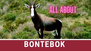 Bontebok facts 🦌 antelope found in South Africa 🇿🇦 Lesotho 🇱🇸 and Namibia 🇳🇦 [upl. by Eikcir936]