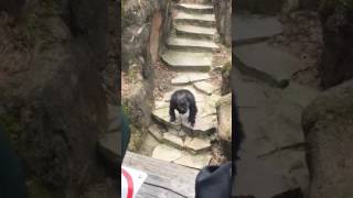 It Got Grandma Chimp at Zoo Throws Poo in Grandmas Face [upl. by Aleb]