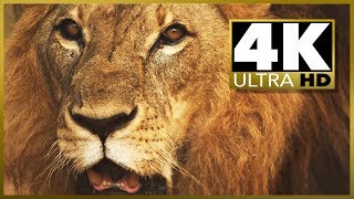 4K ULTRA HD OLED TV amp RELAXATION SAMPLER Video amp 4K TV Test Demo [upl. by Queenie]