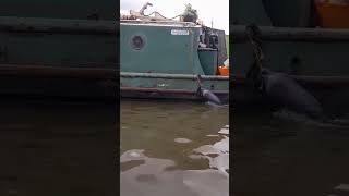 Cobweb the narrowboat with new owners  Apperley Bridge [upl. by Afrikah646]