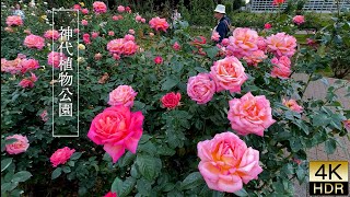 【4K HDR Rose】In Tokyo the season for enjoying autumn roses has arrived [upl. by Aihsila62]