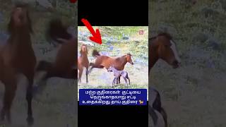 குட்டிக்காக சண்டை போட்ட தாய் குதிரை😱 shorts horse mother [upl. by Jerroll307]