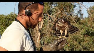 Imprinting Hacking Training and Hunting with a Cooper’s Hawk for Falconry [upl. by Judson]