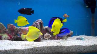 Marine Fish Feeding in Reef Aquarium YELLOW TANG amp REGAL TANG marinefish [upl. by Orenid270]