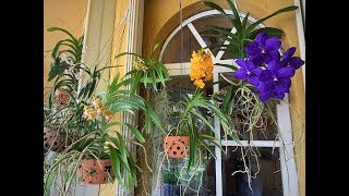 Vanda Orchid Care Update New Blooms in 2019 [upl. by Ahsinirt]