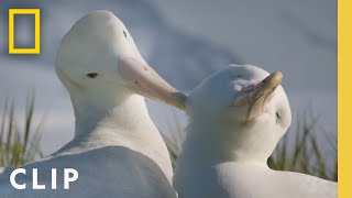 Albatross Love Story  Incredible Animal Journeys  National Geographic [upl. by Drofliw255]