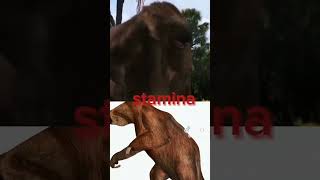 Megatherium vs Eremotherium [upl. by Zulch]