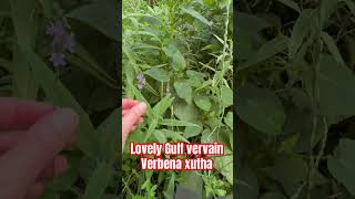 Gulf vervain Verbena xutha is a native TX choice similar to verbena bonariensis butterflygarden [upl. by Furlong]