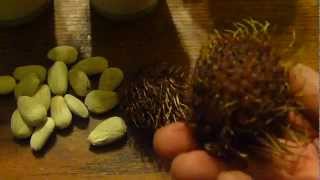 How to grow rambutan tree from seeds [upl. by Neslund265]