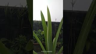 Pandanus veitchiiBiryani leaf plantRambha plantpayesh patta shortslove fulusgarden11 [upl. by Michelle]