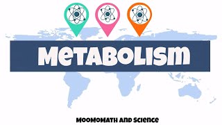 introduction to metabolism  Biology basics [upl. by Lynelle]