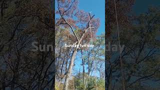 Sunday funday removing shagbark hickory [upl. by Kcirdor]