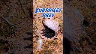 Trapdoor Spider  Ready to Surprise Anyone [upl. by Pietje]