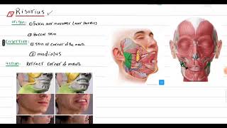 oral group risorius muscle [upl. by Amalberga]