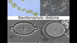 Bacillariophyta DiatomsPhycology and Bryology [upl. by Traver]