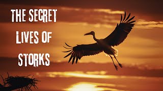 Beyond the Baby Myth The Secret Lives of Storks [upl. by Harlamert64]