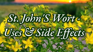 SAINT JOHN’S WART HERB Preservation amp Uses [upl. by Kirkpatrick]