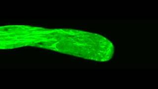 Polar Cell Growth Machinery in Pollen Tubes Supplemental Video 6 [upl. by Dyl381]