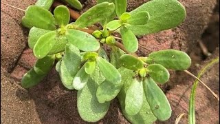 Le pourpier potager et le galinsoga deux plantes délicieuses bourrées de vitamines jardin [upl. by Nalced]