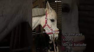 Au écurie 🫶🏼 horse chevalpassion equestrian chevaux pony ponylover edit poney cheval [upl. by Christie]