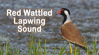 Red wattled lapwing sound and alarm call  Can you hear quotdidhedoit quot or a different sound [upl. by Inej82]