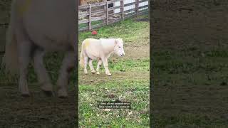 Feeding my mini horses and mini donkeys farmanimals babyanimals minicow minidonkey [upl. by Hilliary]