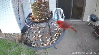 20240612  A Northern Cardinal joins a female Brownheaded Cowbird for a breakfast snack [upl. by Intisar]