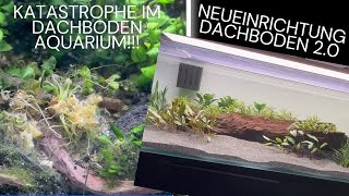 Probleme im Dachbodenaquarium  Neueinrichtung  einfaches Set Up für Corydoras und Parotocinclus [upl. by Nisior]