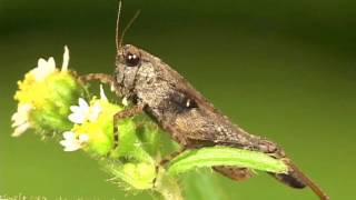 Grasshoppers of Costa RicaAn Educational Film [upl. by Pokorny697]