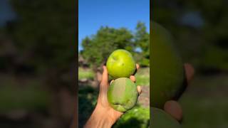 White Sapote whitesapote buahexotic buahlangka buahlangkadanunik [upl. by Asylla]