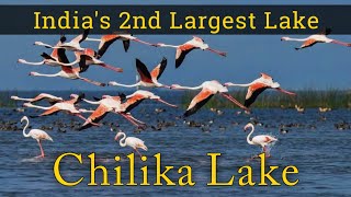 Chilika Lake Odisha  Indias 2nd Largest Lake  Odisha Tourism [upl. by Ahsyekal]