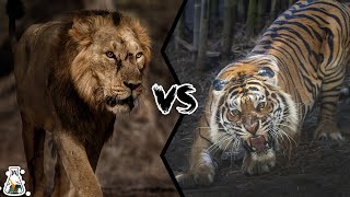 ASIATIC LION VS BENGAL TIGER  Who is The King of Asia [upl. by Ermengarde]