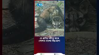 যে প্রাণির শরীরে থাকে পোলাও চালের তীব্র ঘ্রাণshortvideo [upl. by Pammy]