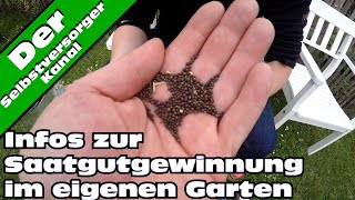 Infos zur Saatgutvermehrung im eigenen Garten [upl. by Nanyk516]