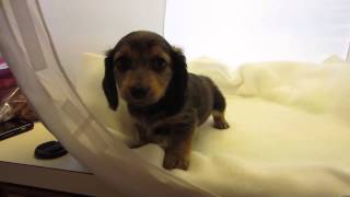 Jones MINI DACHSHUND puppy Shaded cream longhair male [upl. by Hayashi138]