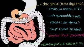 Small Intestine Structure Digestion Absorption [upl. by Melan]