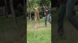 In order to save his pet dog a man beat a kangaroo with two punches making him doubt his life C [upl. by Jolyn452]