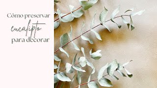 Cómo preservar eucalipto para decorar Tutorial para secar eucaliptus [upl. by Obbard]