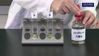 Practical 141 Investigation of the need for oxygen in seed germination [upl. by Nivad]