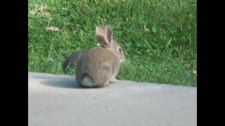 rabbits in the back yard [upl. by Epperson]