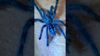 Caribena Versicolor Tarantula sling tarantulasoftheworld spider shots trending [upl. by Waddell823]