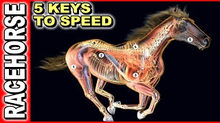 5 Keys To Race Horse Speed [upl. by Ihsoyim]