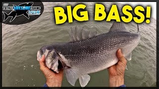 Huge Bass on Lures and Bait  An Epic Day Fishing [upl. by Newberry]