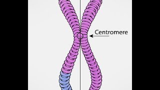 Chromosomes Vs Chromatids [upl. by Ecirtram]