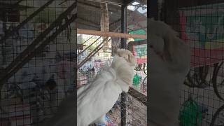 Jacobin Kabutar pigeon pigeonlofts ytshorts [upl. by Rovner446]