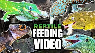 FEEDING MY PET REPTILES 38 SILKWORMS LIZARDS TURTLES FROGS AND MORE SILKWORM FEEDING VIDEO [upl. by Tegirb364]